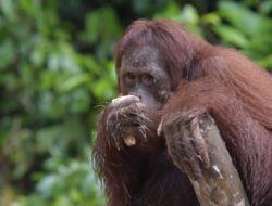 PalmCo Gandeng BOSF Selamatkan Orang Utan