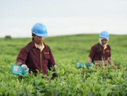 PTPN IV Regional II Optimalkan Lahan Tidur Kebun Teh Simalungun