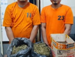 Truk Ganja Tabrak Kanit Lantas di Labura, Sopir dan Kernet Dibekuk