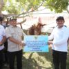 Bantuan Sapi Presiden untuk Warga Terdampak Bencana Aceh Disalurkan Jelang Ramadan