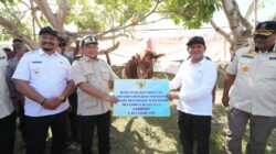Bantuan Sapi Presiden untuk Warga Terdampak Bencana Aceh Disalurkan Jelang Ramadan