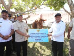 Bantuan Sapi Presiden untuk Warga Terdampak Bencana Aceh Disalurkan Jelang Ramadan