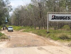 Sorotan Plasma & Hunian di Kebun 4.000 Ha Bridgestone Asahan