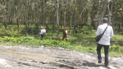 Gulma Mengganas di Kebun PTPN IV Sei Dadap, Pekerja Minim APD