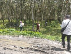 Gulma Mengganas di Kebun PTPN IV Sei Dadap, Pekerja Minim APD