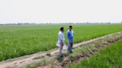 Cek Lahan Industri di Indramayu