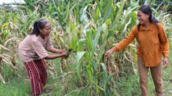 Perempuan Tani Blitar Bangkit, Reforma Agraria Ubah Konflik Jadi Peluang