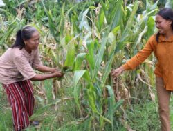 Perempuan Tani Blitar Bangkit, Reforma Agraria Ubah Konflik Jadi Peluang
