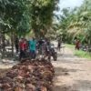 Harga TBS Sawit di Labura Rontok, Petani Menjerit