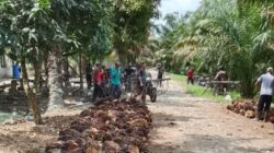 Harga TBS Sawit di Labura Rontok, Petani Menjerit