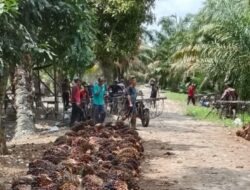 Harga TBS Sawit di Labura Rontok, Petani Menjerit
