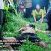 Warga Labura Tewas Diduga Dikeroyok Oknum Keamanan Agrinas Palma Nusantara, Empat Pelaku Diamankan