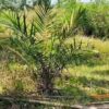 Perawatan Sawit PTPN IV Kebun Rambutan Dipertanyakan
