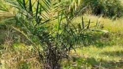 Perawatan Sawit PTPN IV Kebun Rambutan Dipertanyakan