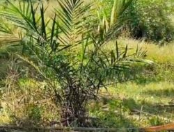 Perawatan Sawit PTPN IV Kebun Rambutan Dipertanyakan