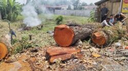Dua Pohon Mahoni Ditebang, Aktivis Desak DLH Tebing Tinggi Bertindak