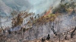 Musa Boma Mapiha Kutuk Pembakaran Hutan di Papua Tengah