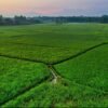ATR/BPN Catat 691 RDTR, Perlindungan Sawah Tembus 87,93 Persen