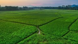 ATR/BPN Catat 691 RDTR, Perlindungan Sawah Tembus 87,93 Persen