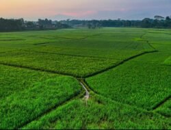 ATR/BPN Catat 691 RDTR, Perlindungan Sawah Tembus 87,93 Persen